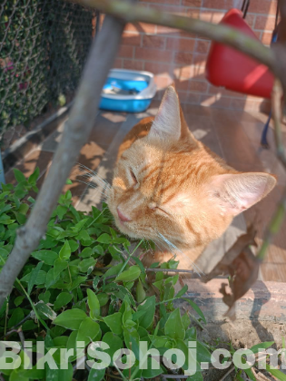 mix breed cat